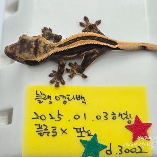 슈퍼스트라이프 엠티백