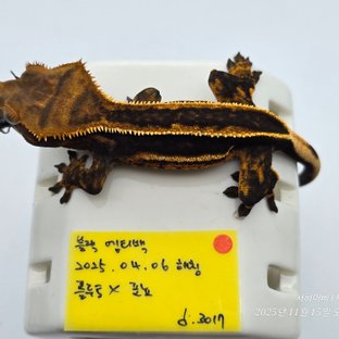 슈퍼스트라이프 엠티백