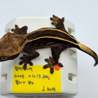 슈퍼스트라이프 엠티백