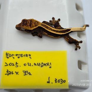 슈퍼스트라이프 엠티백