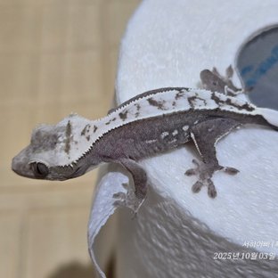 아잔틱