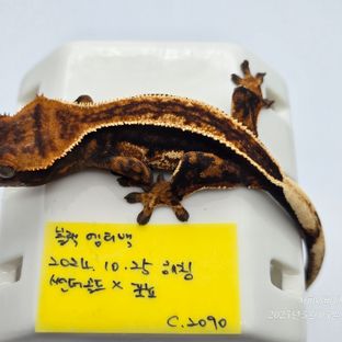 슈퍼스트라이프 엠티백