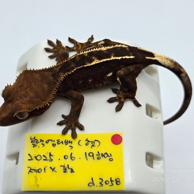 100%헷아잔틱 엠티백