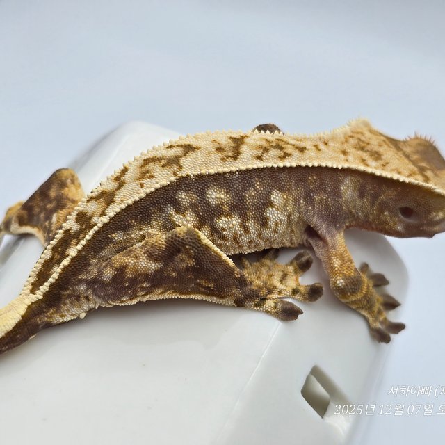 노멀 핀스트라이프