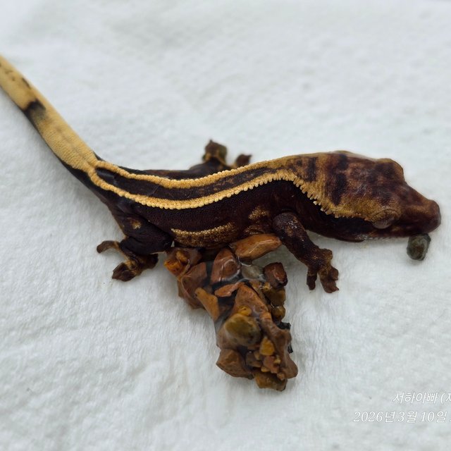 슈퍼스트라이프 엠티백