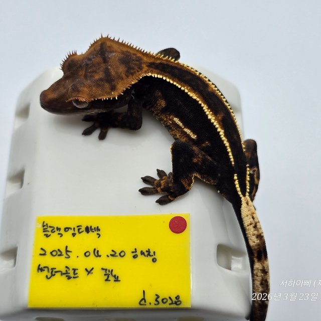 슈퍼스트라이프 엠티백