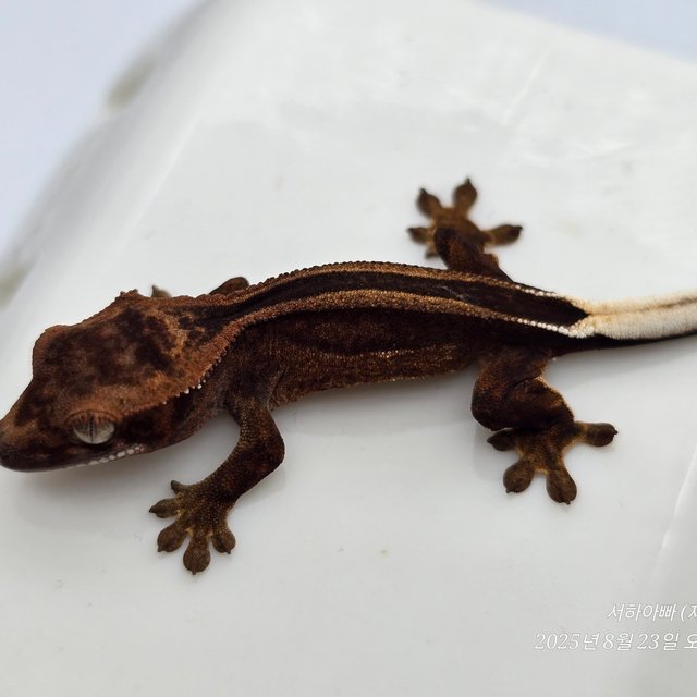 팬텀 슈퍼스트라이프 엠티백