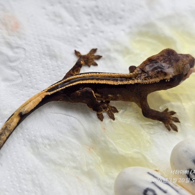 100%헷아잔틱 슈퍼스트라이프 엠티백