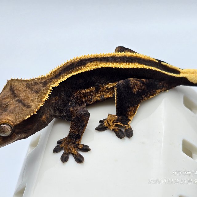 슈퍼스트라이프 엠티백