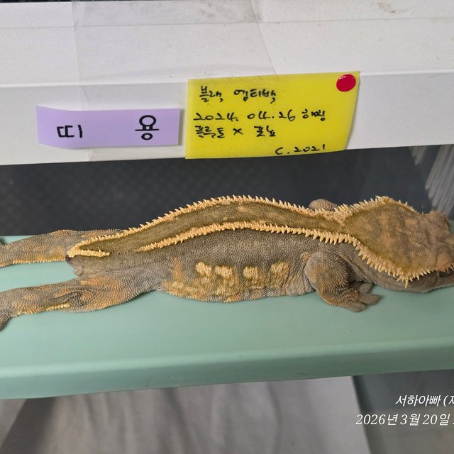 슈퍼스트라이프 엠티백