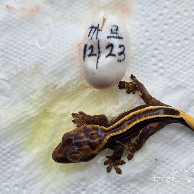 슈퍼스트라이프 엠티백