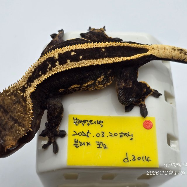 다크 슈퍼스트라이프 엠티백