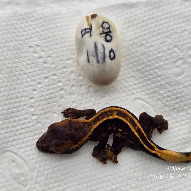 100%헷아잔틱 슈퍼스트라이프 엠티백