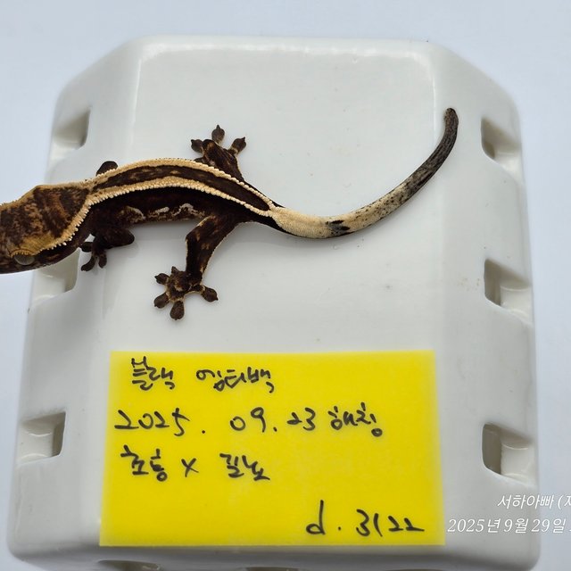 슈퍼스트라이프 엠티백