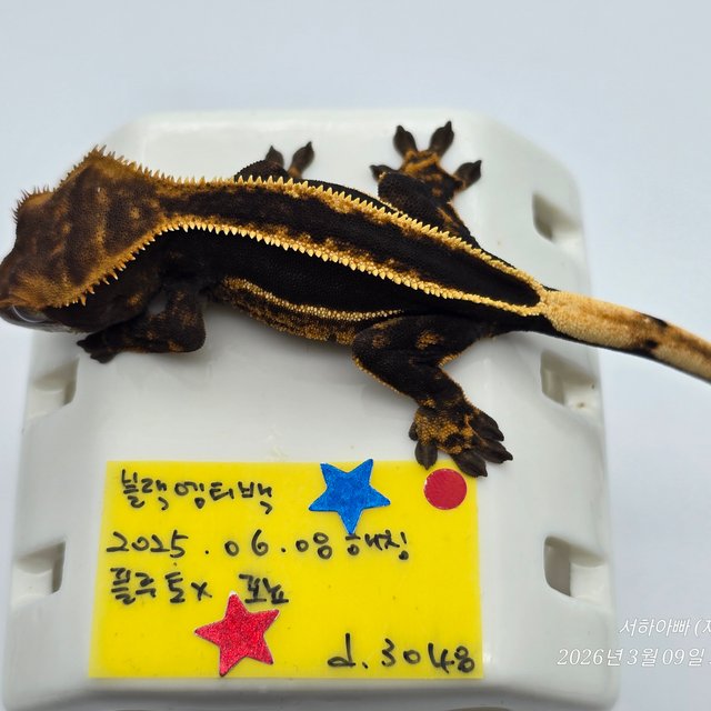 슈퍼스트라이프 엠티백