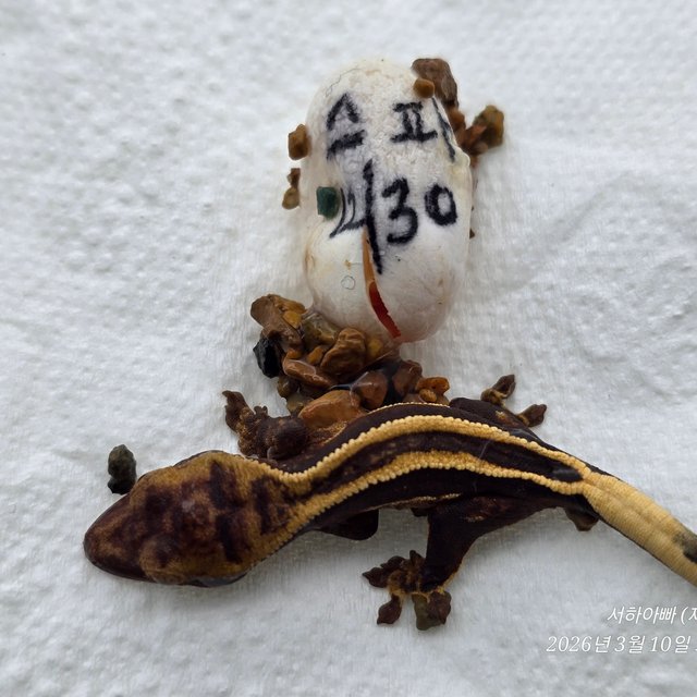 슈퍼스트라이프 엠티백