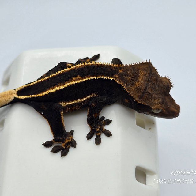 슈퍼스트라이프 엠티백