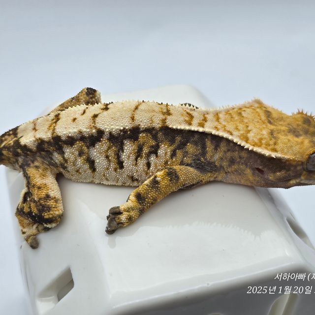 트라이 익스트림할리퀸