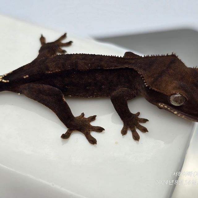 챠콜 알티