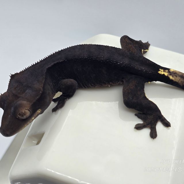 챠콜 알티