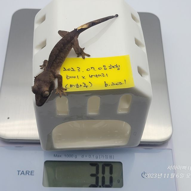 벅스킨 브린들 챠콜