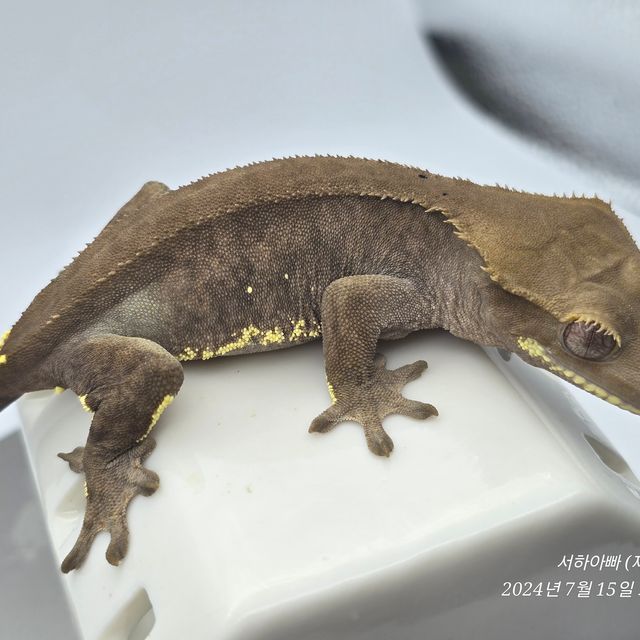 알티 챠콜