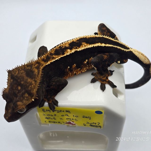 엠티백