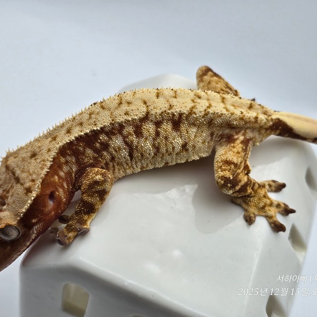 트라이 레드 드리피