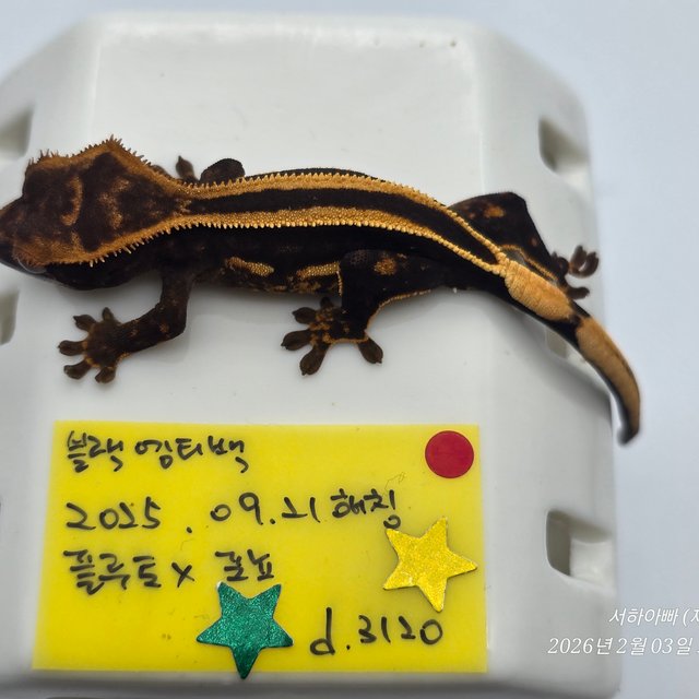 슈퍼스트라이프 엠티백