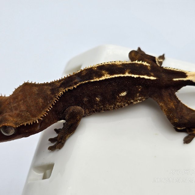 100%헷아잔틱 엠티백