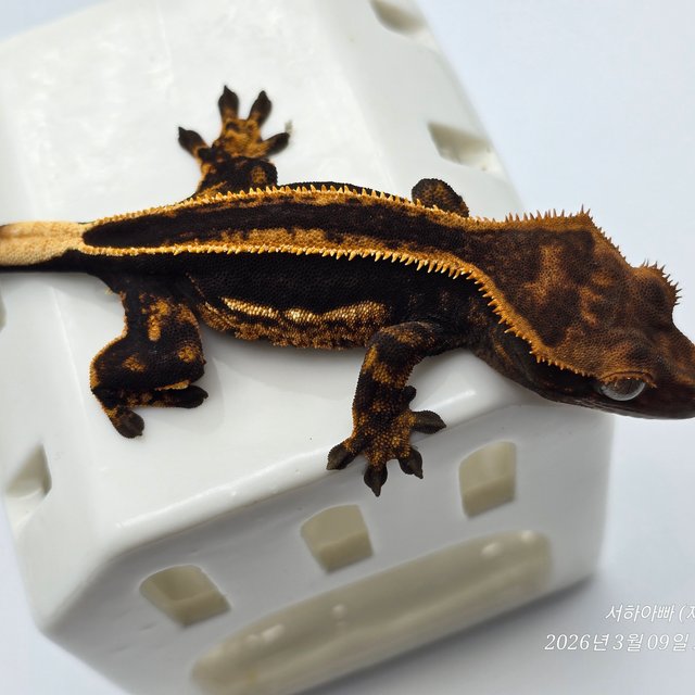 슈퍼스트라이프 엠티백