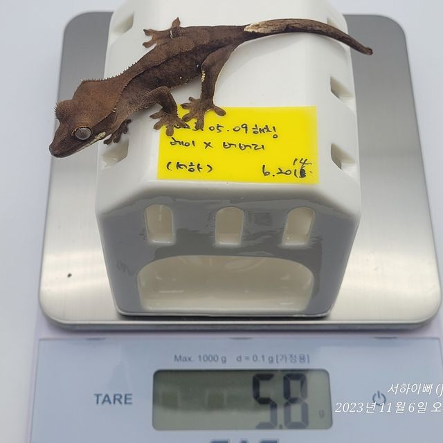 벅스킨 브린들 챠콜