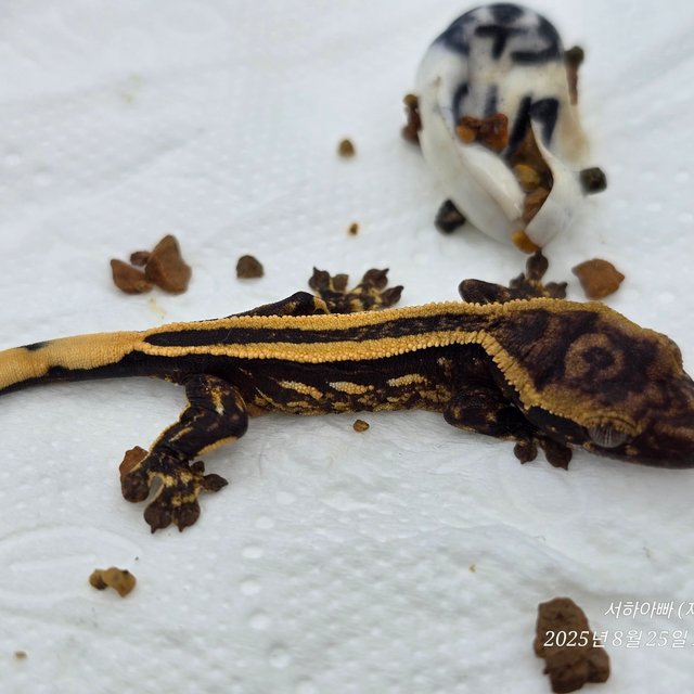 슈퍼스트라이프 엠티백