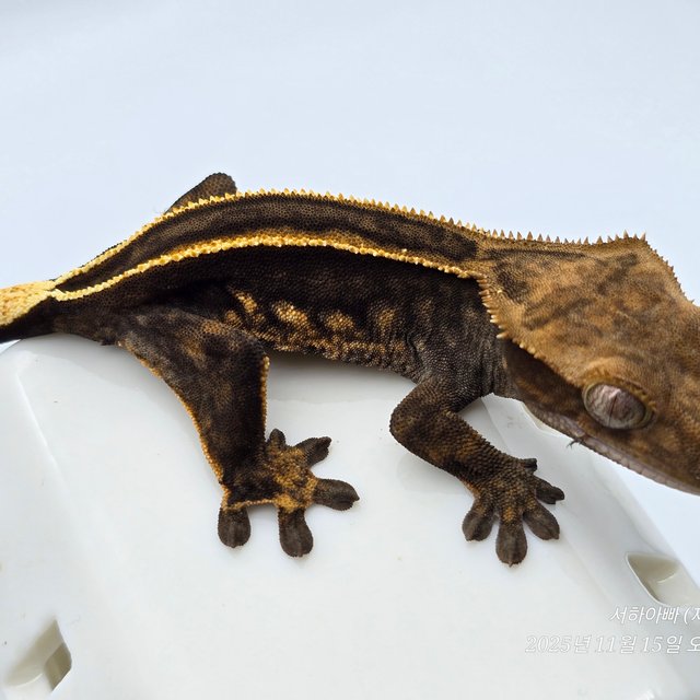 슈퍼스트라이프 엠티백