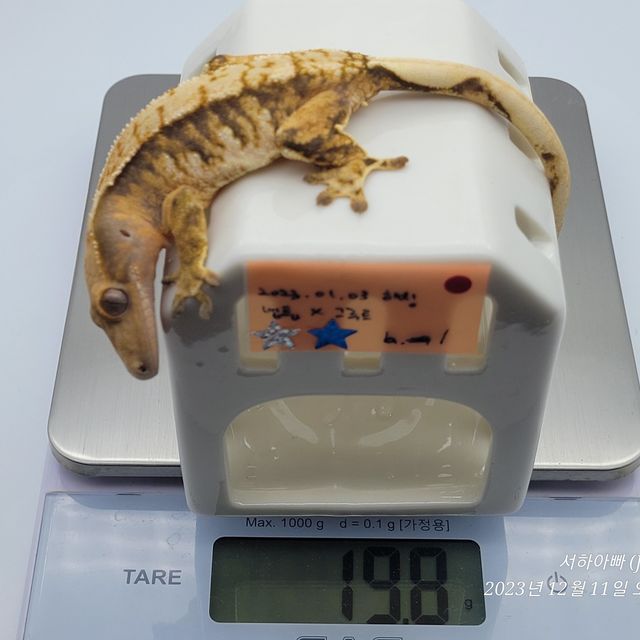 노멀 트라이 익스트림할리퀸 텐저린