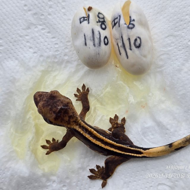 100%헷아잔틱 슈퍼스트라이프 엠티백