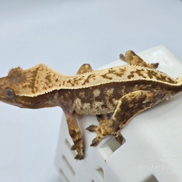 노멀 핀스트라이프