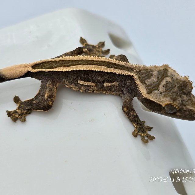 슈퍼스트라이프 엠티백