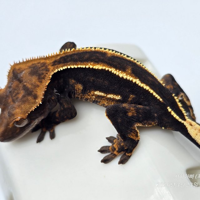 슈퍼스트라이프 엠티백