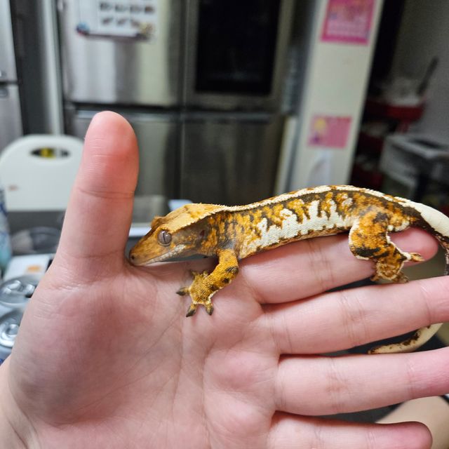 텐저린 트라이