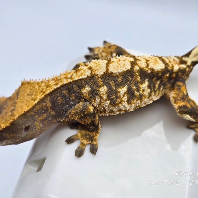 노멀 트라이 텐저린