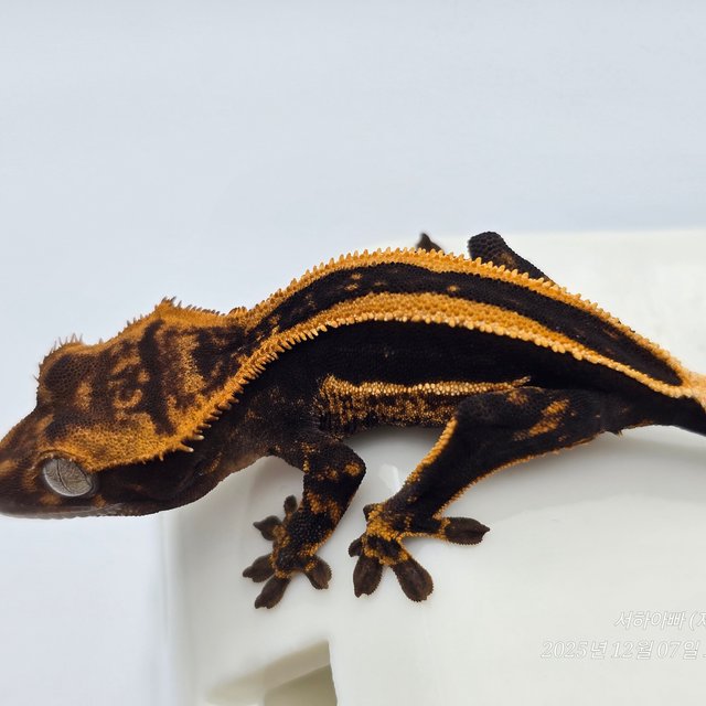 슈퍼스트라이프 엠티백