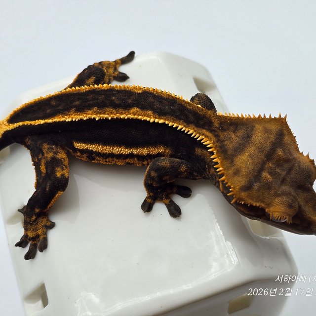 슈퍼스트라이프 엠티백