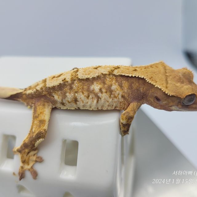 노멀