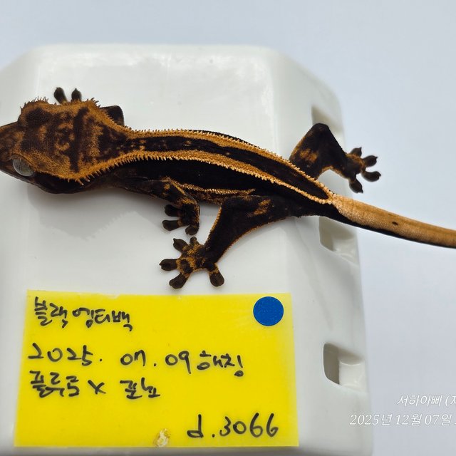 슈퍼스트라이프 엠티백