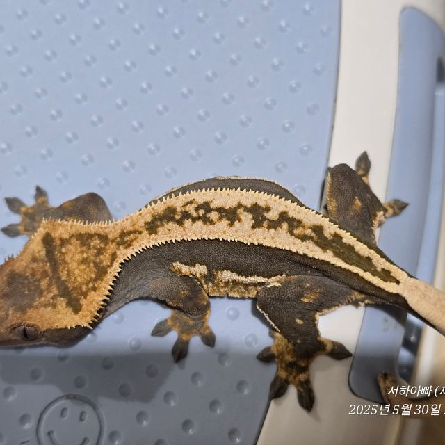 엠티백