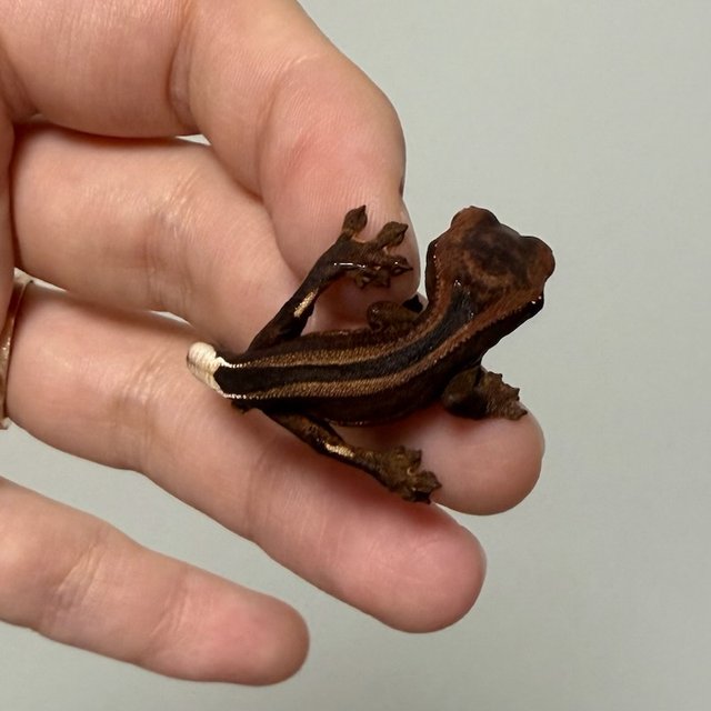 다크 팬텀 슈퍼스트라이프 엠티백