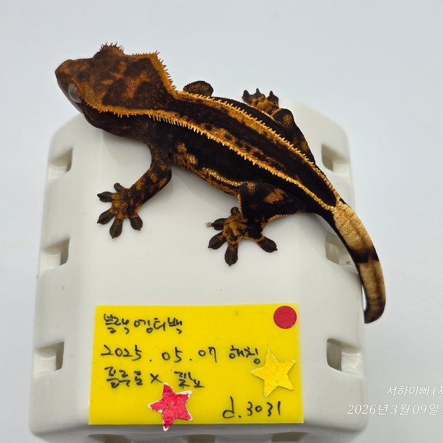 슈퍼스트라이프 엠티백