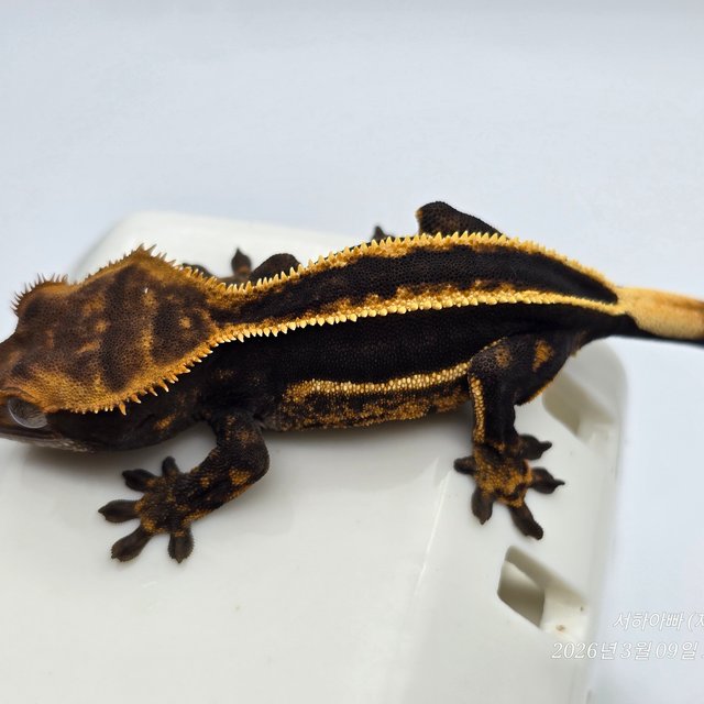 슈퍼스트라이프 엠티백