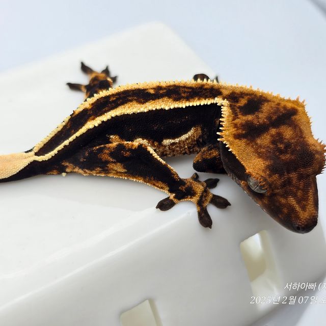 엠티백